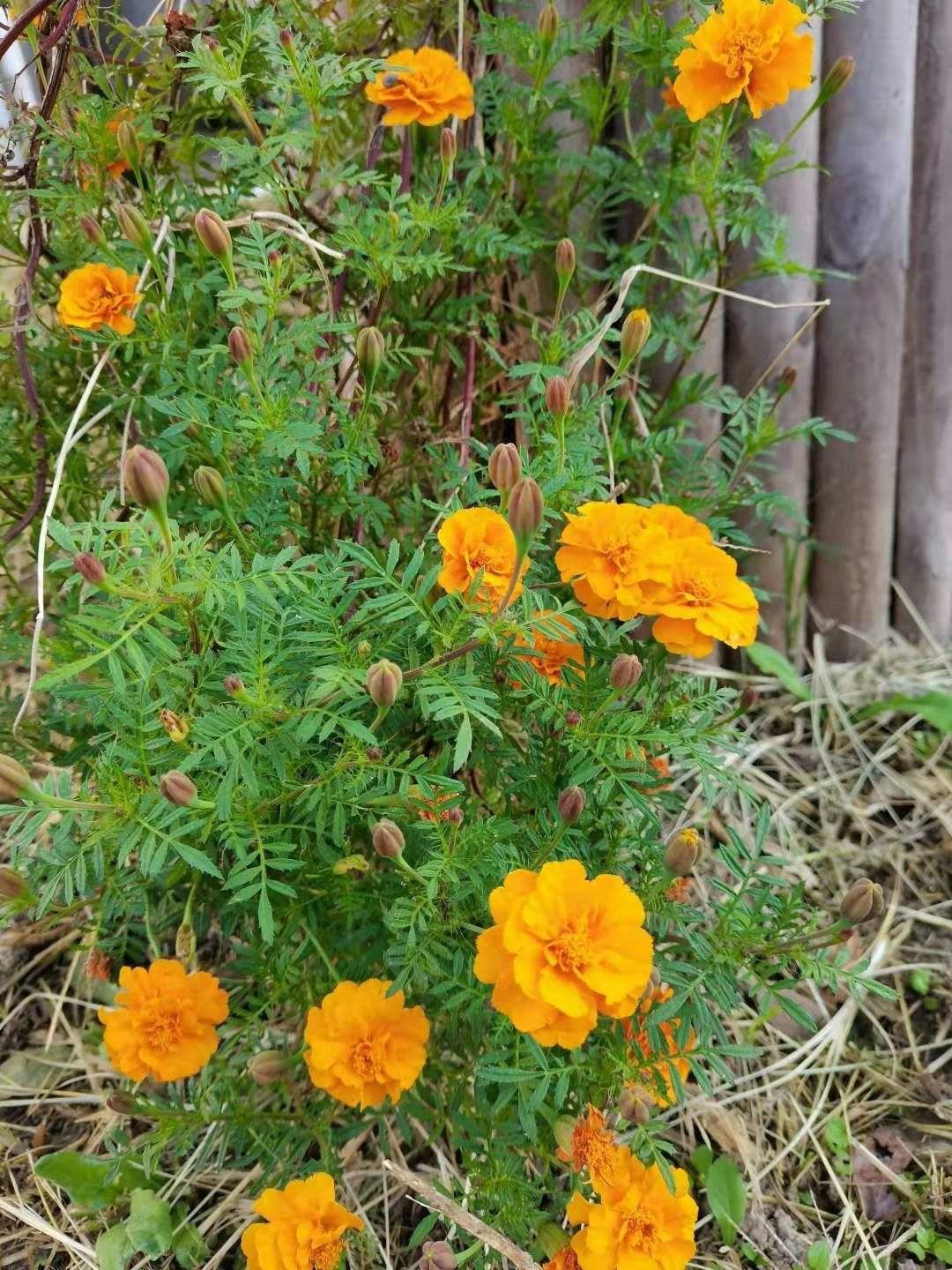 春天路邊爆開花，常見的30種花，高手只能認識20種