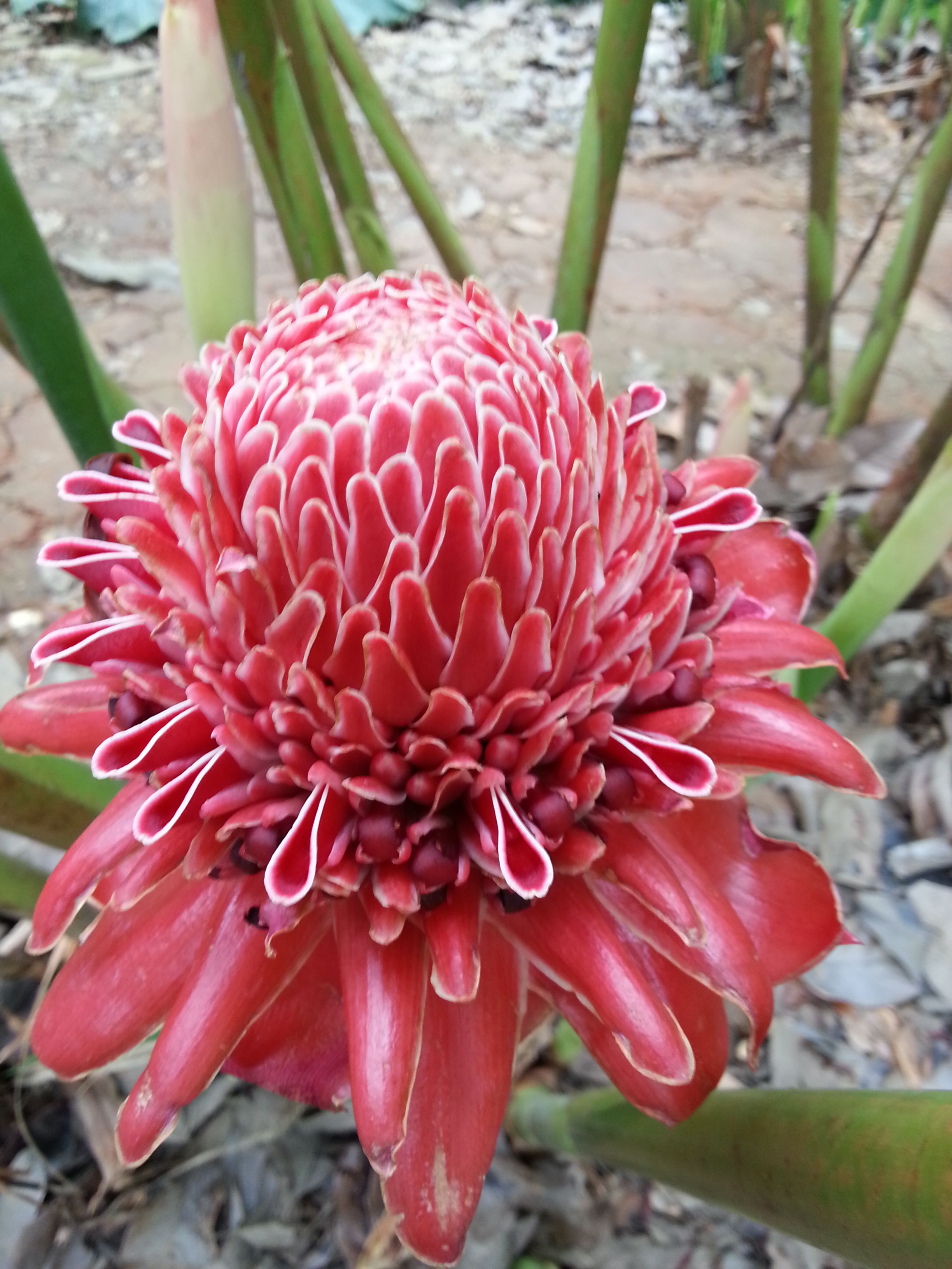 13種“昂貴花”，開花魅力無窮，可價格太高，養得起的人非富即貴