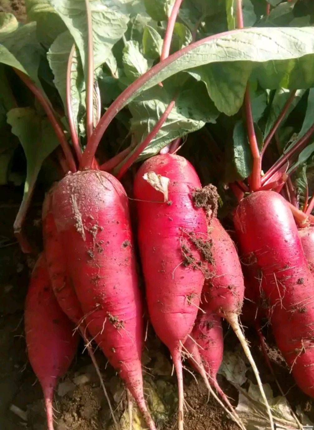 根莖類蔬菜簡介(一) 15種