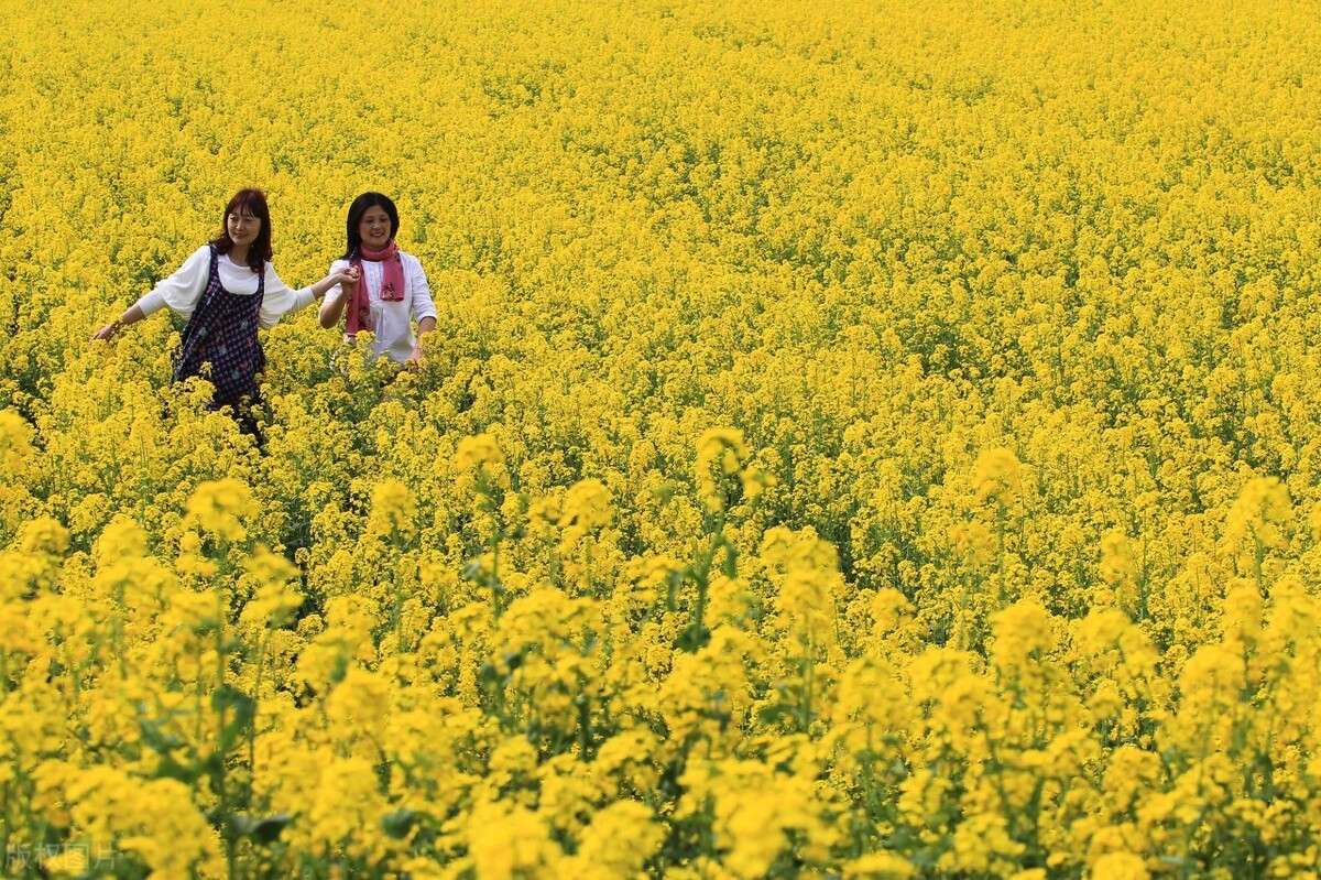 油菜花什么時候開？1-7月份都能欣賞，油菜花蜜由此而來