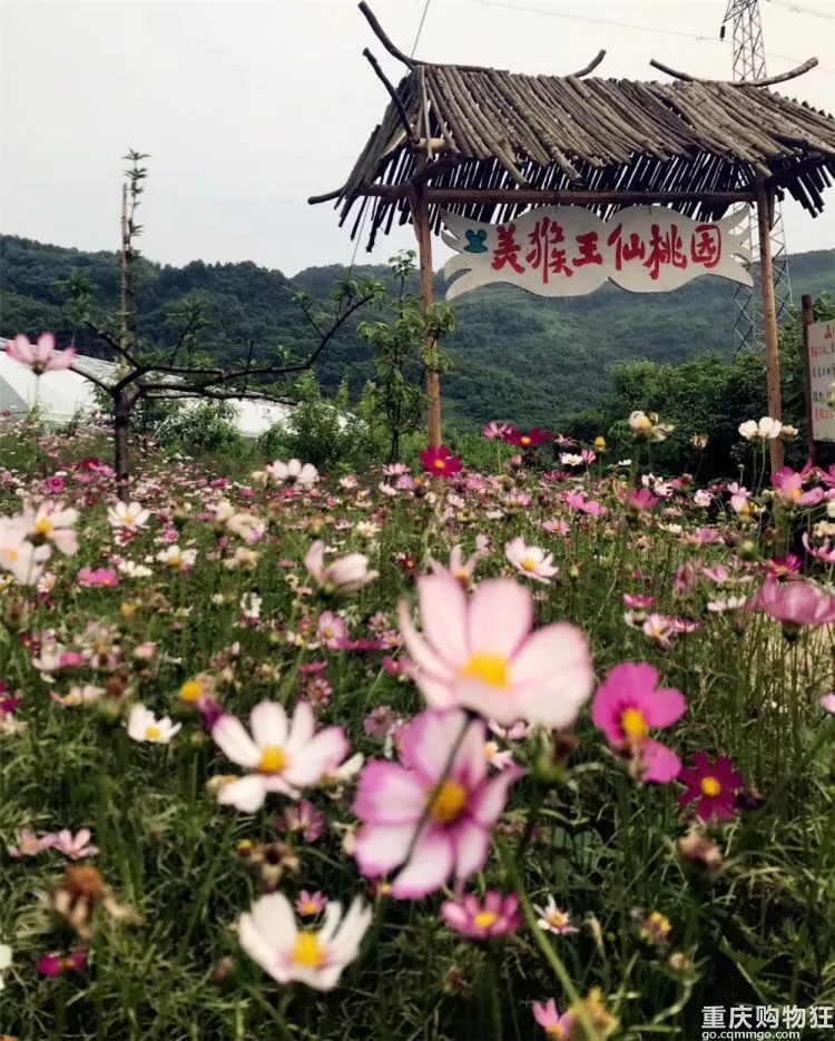 假期好去處！重慶周邊這13個寶藏農場，值得你瘋玩一整天
