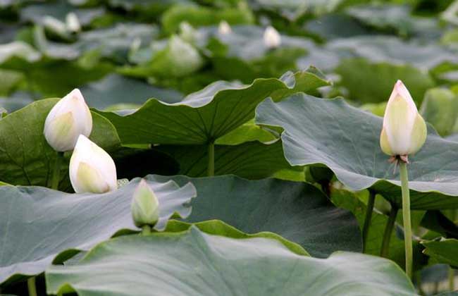 根莖類蔬菜簡介(一) 15種