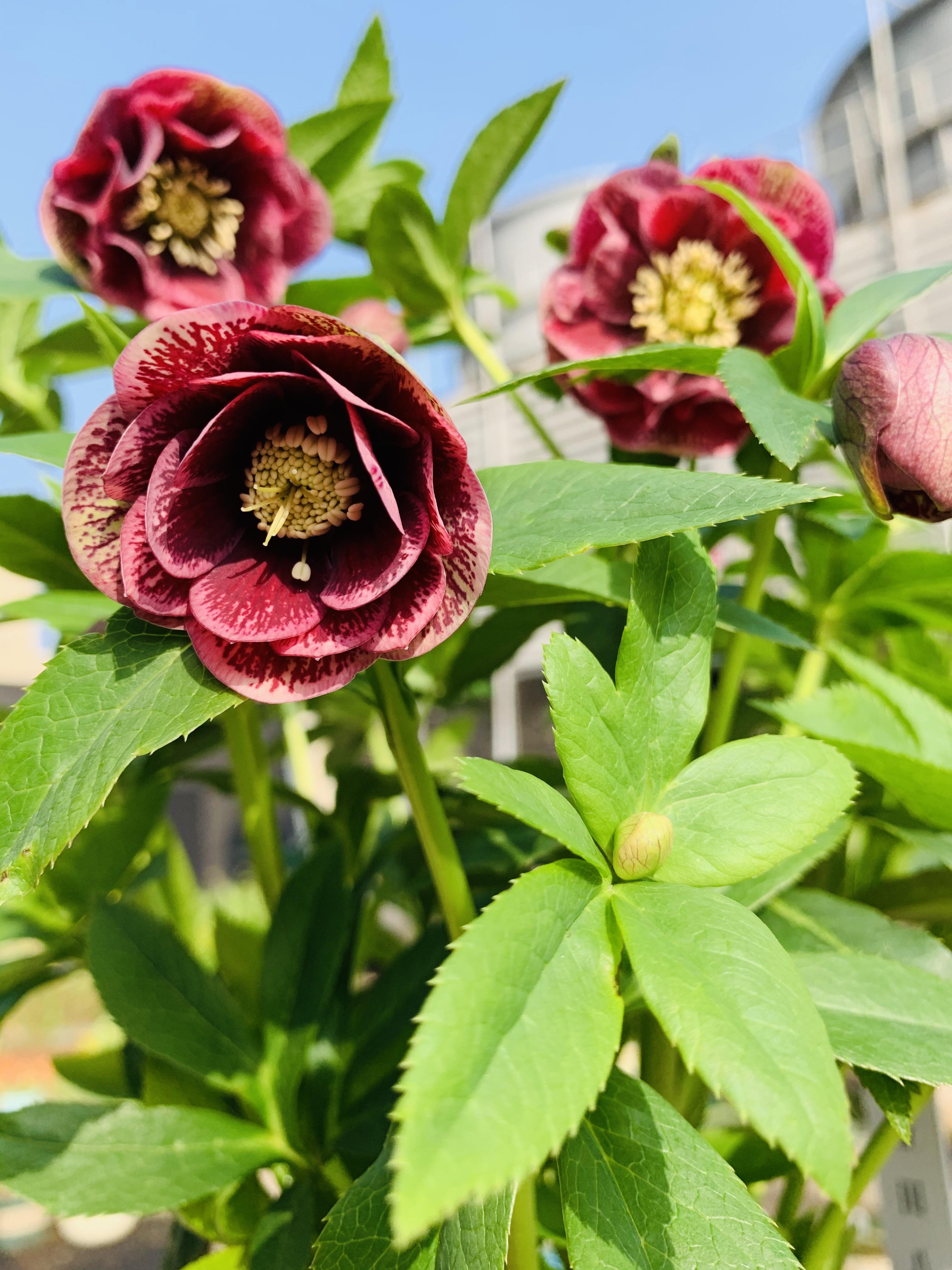 13種“昂貴花”，開花魅力無窮，可價格太高，養得起的人非富即貴