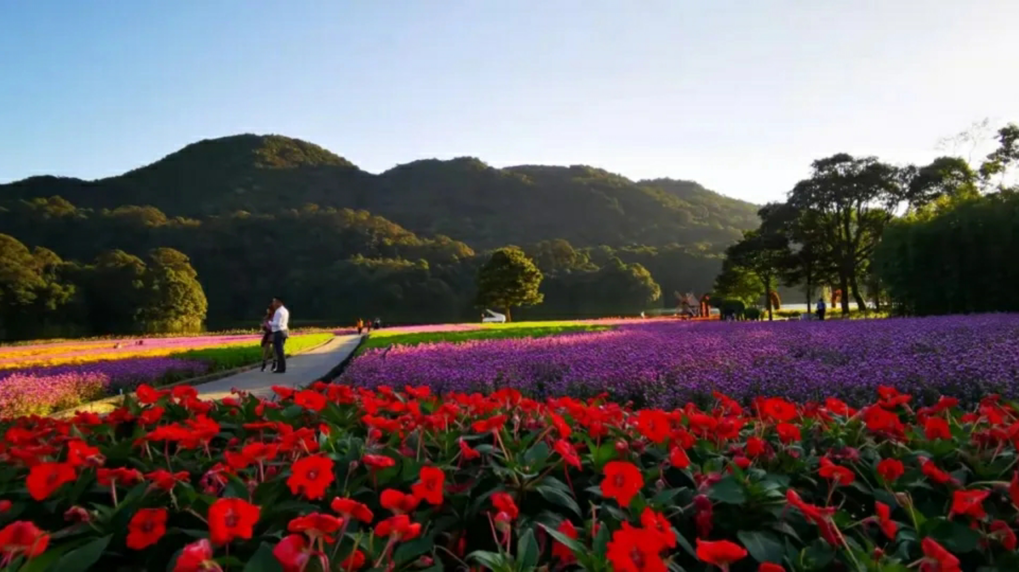 廣東“小香山”石門森林公園楓葉快紅了，民宿也找好了，先收藏吧