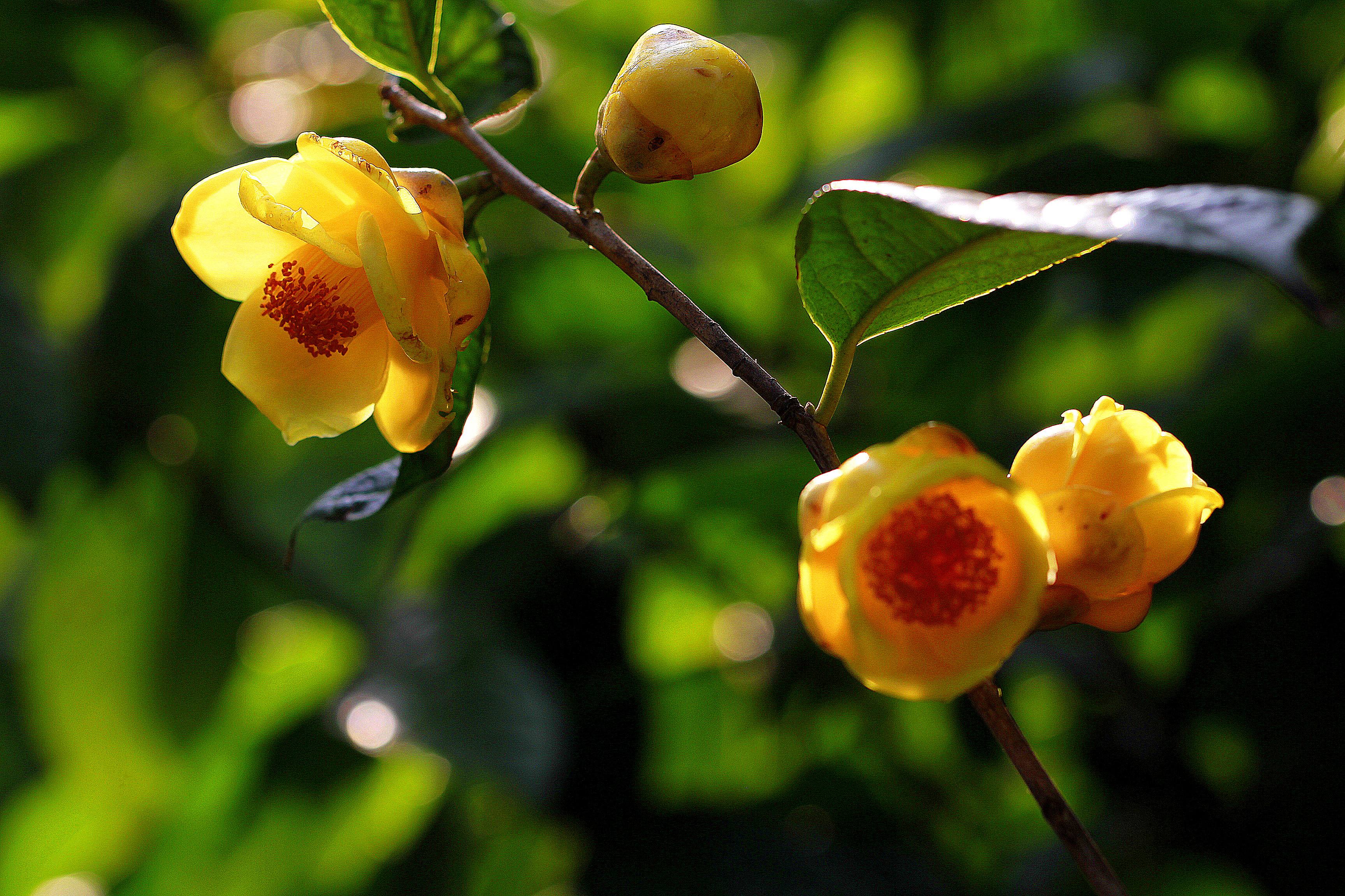 13種“昂貴花”，開花魅力無窮，可價格太高，養得起的人非富即貴