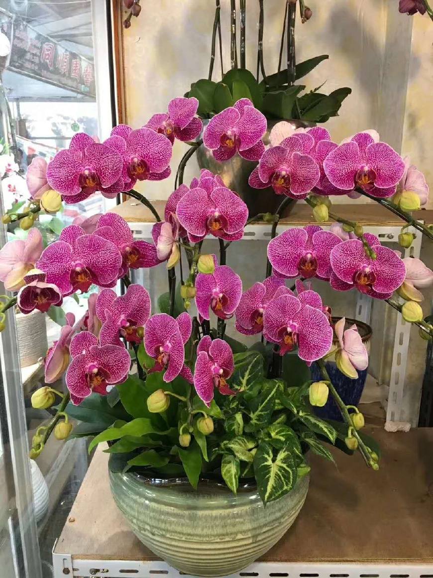 8種“貴族花”,實在太奢侈,動輒上千元,家里有礦才敢買