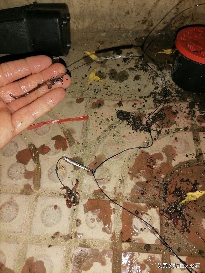 淺談自己釣鯰魚的一點經驗