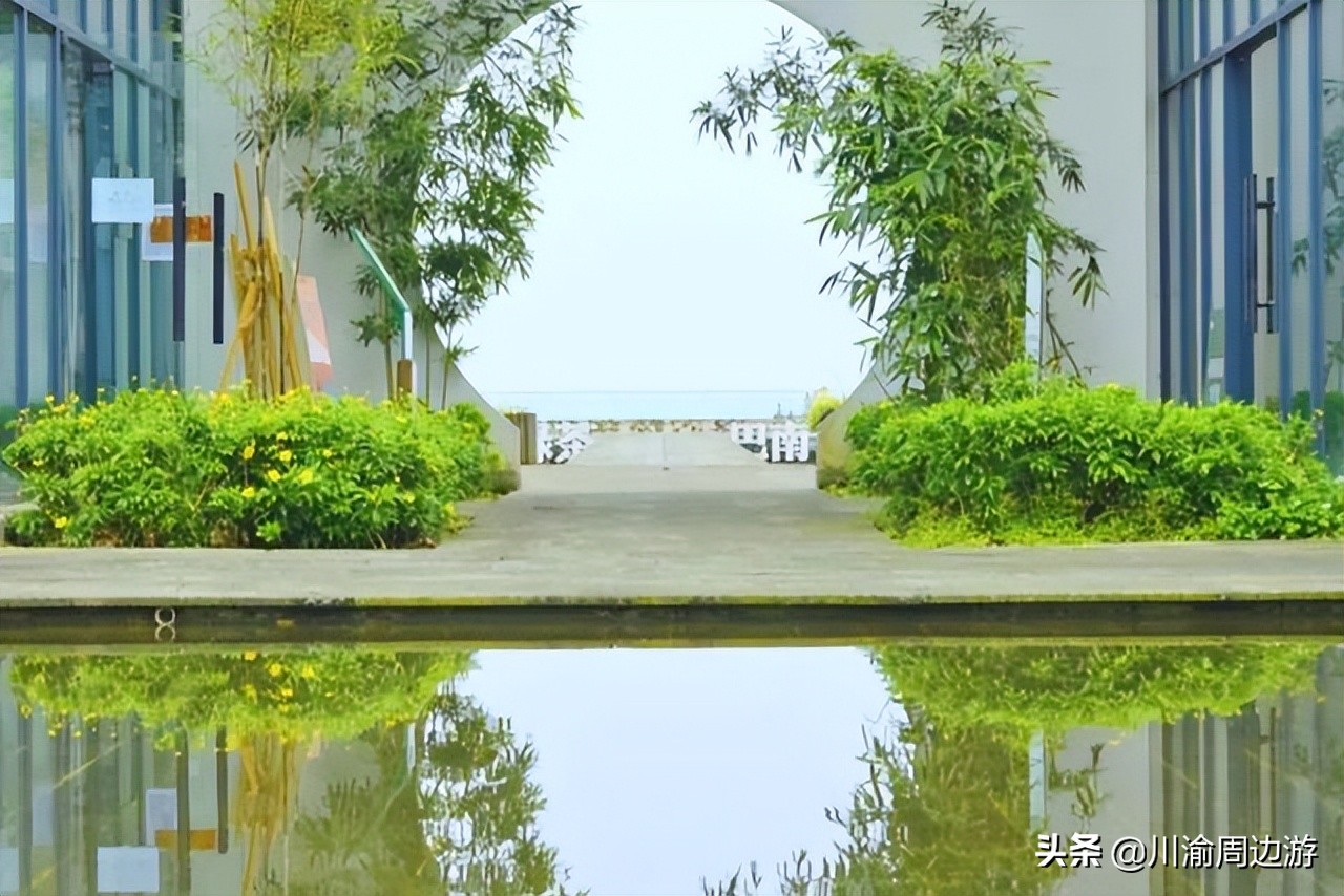 重慶8000畝茶園，景美人少不收門票，卻少有游客知道