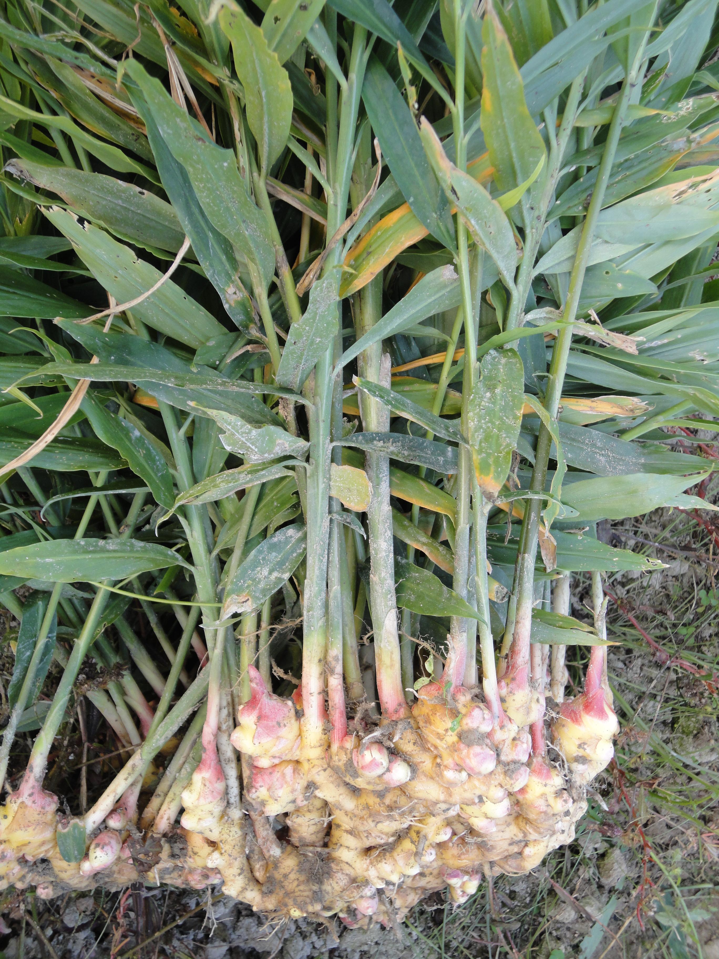 根莖類蔬菜簡介(一) 15種