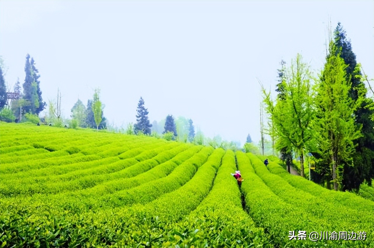 重慶8000畝茶園，景美人少不收門票，卻少有游客知道