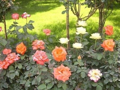 月季花什么時候開