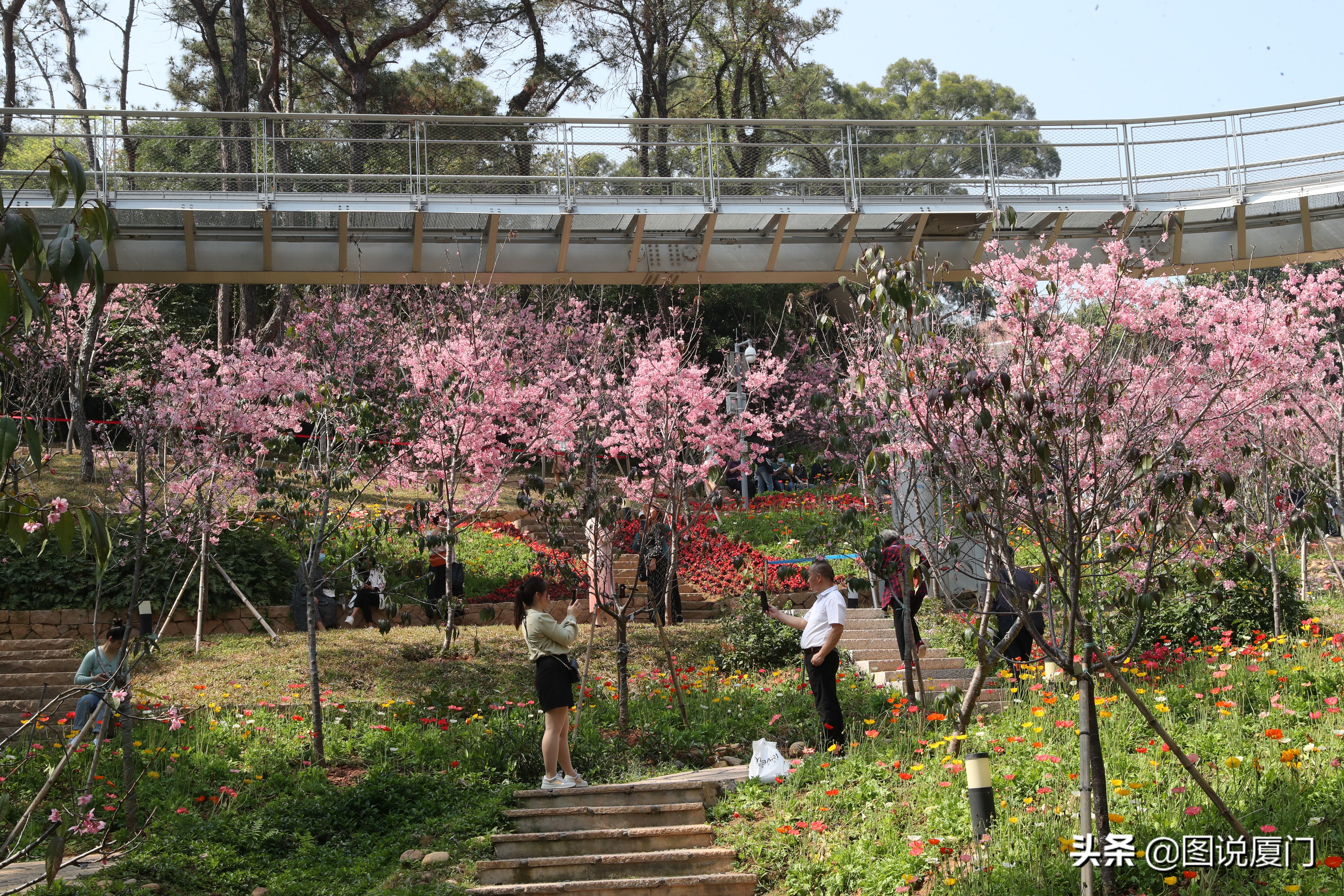 廈門狐尾山公園櫻花谷櫻花浪漫，春色無邊花正艷，市民賞櫻正當時