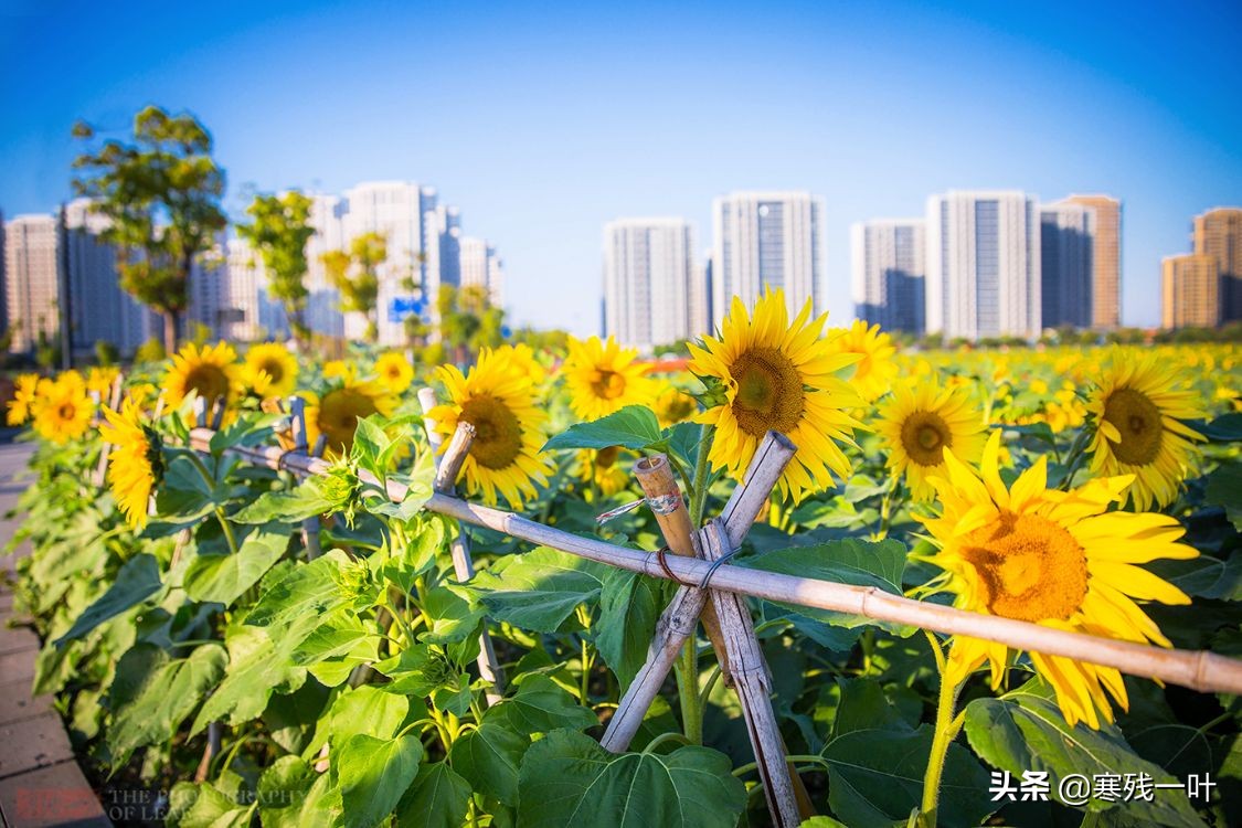 杭州又一網紅打卡地，260畝超大面積向日葵花海，太美了就在城北