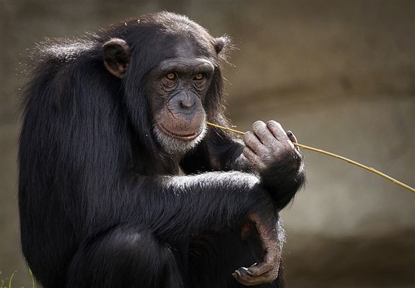 盤點世界十大群居動物,你知道幾種呢?
