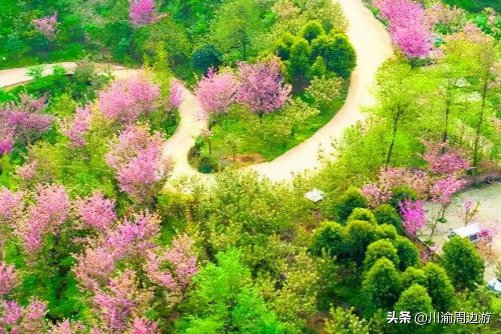 成都2.5萬畝櫻花谷，不要門票，卻很少有人知道它