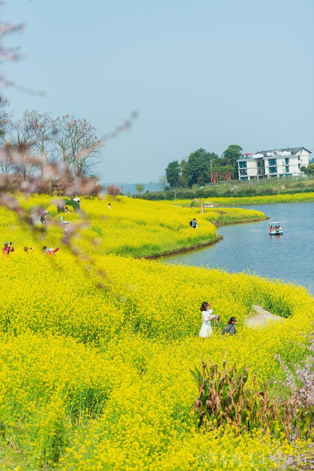 重慶巴南有一座高山上的花海，門票38元卻擋不住游客蜂擁前往：值