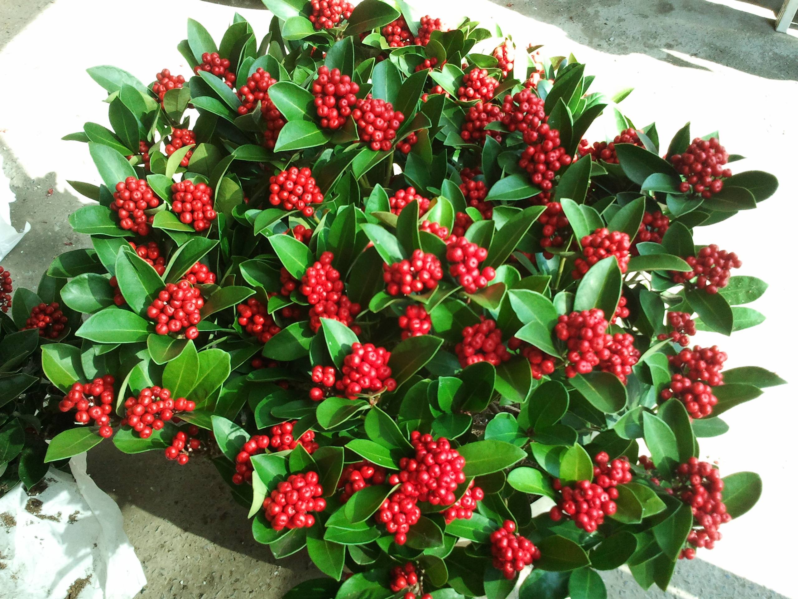 13種“昂貴花”，開花魅力無窮，可價格太高，養得起的人非富即貴