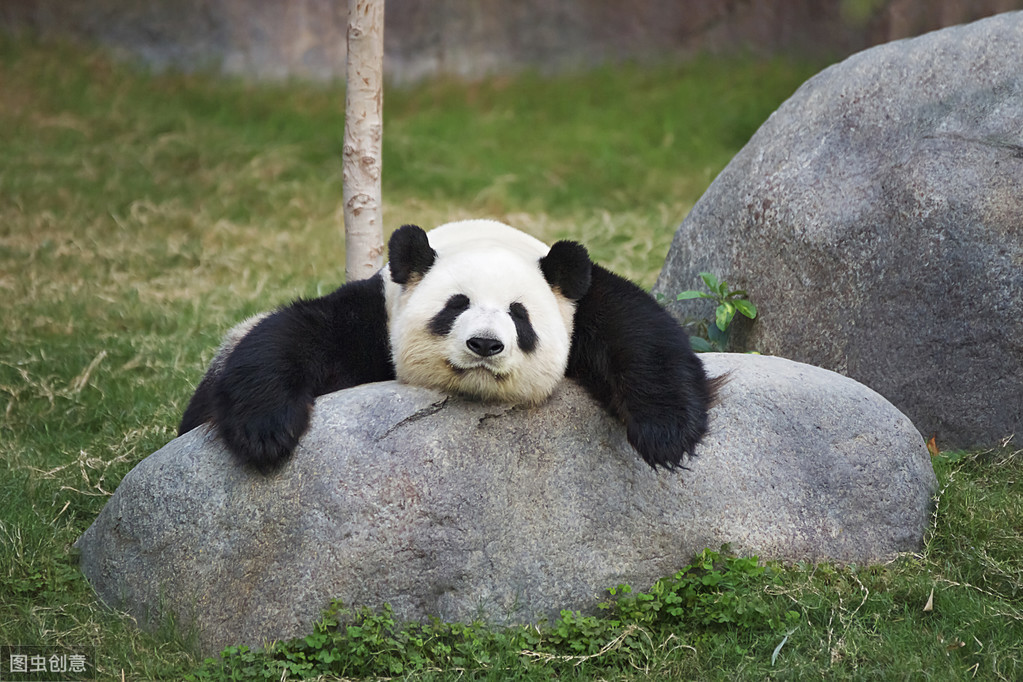 最喜歡獨來獨往的七種動物，一起來看看吧