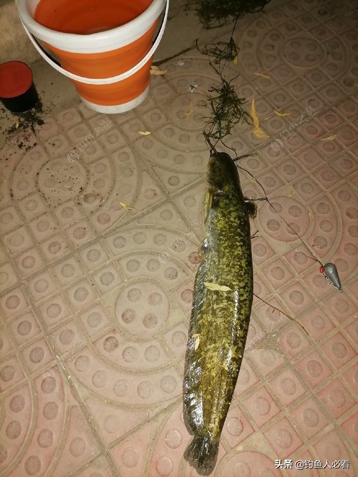 淺談自己釣鯰魚的一點經驗