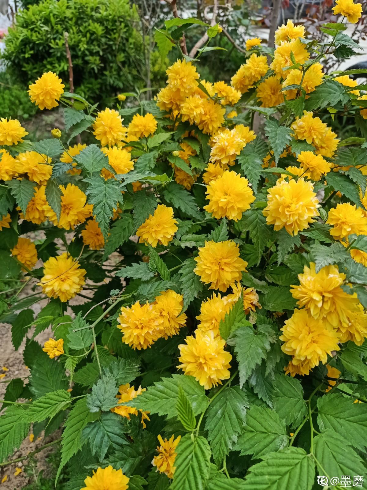春天路邊爆開花，常見的30種花，高手只能認識20種