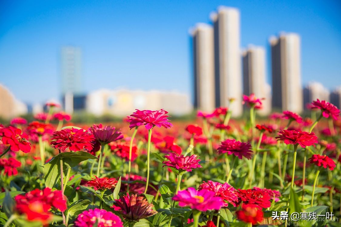 杭州又一網紅打卡地，260畝超大面積向日葵花海，太美了就在城北