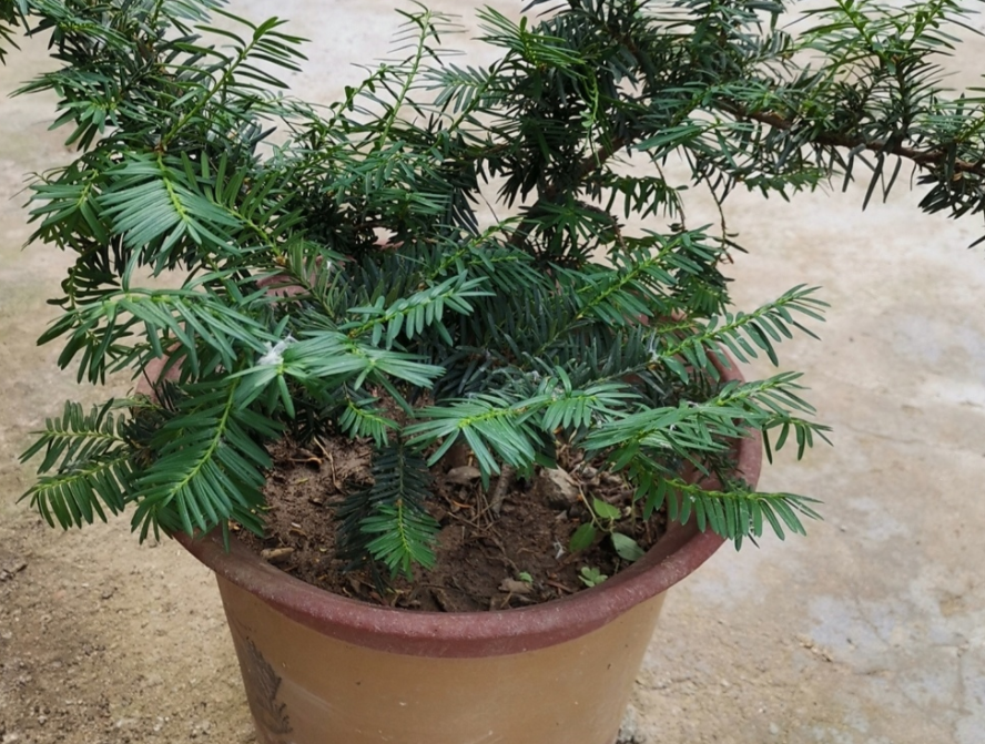 養殖紅豆杉，該注意些什么？北方盆栽尤其需要牢記這4點