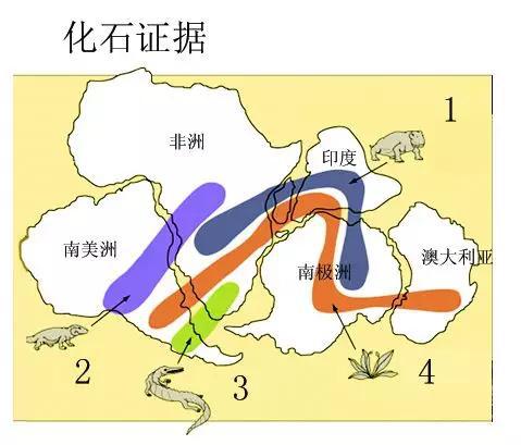 世界上最尷尬的事，莫過于交配時變琥珀，4100萬年后還要被圍觀