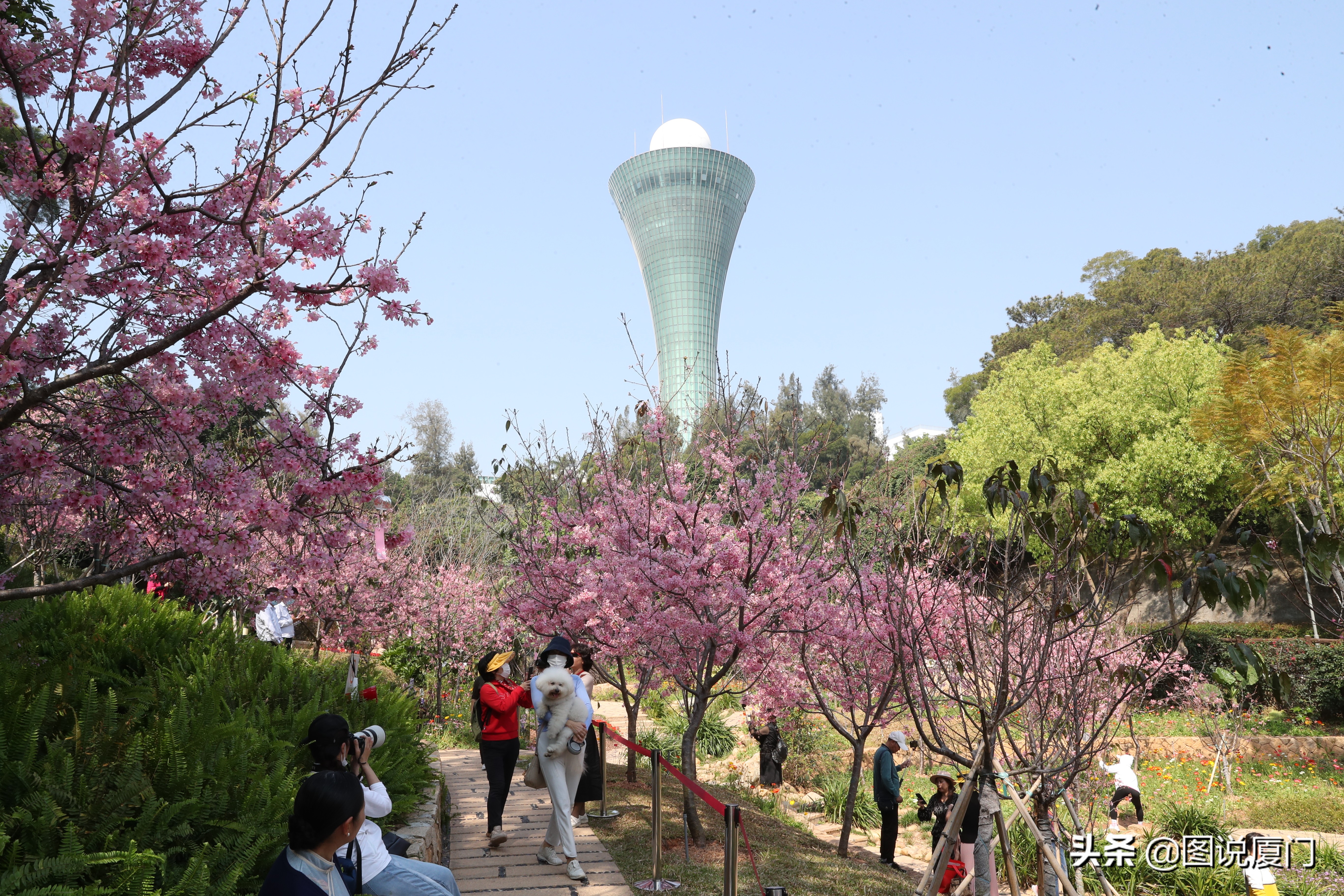 廈門狐尾山公園櫻花谷櫻花浪漫，春色無邊花正艷，市民賞櫻正當時