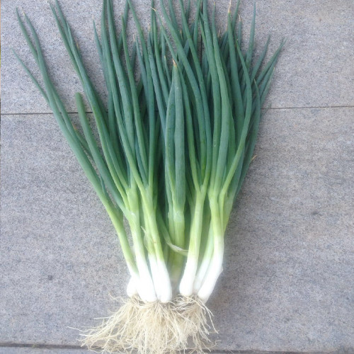 根莖類蔬菜簡介(一) 15種