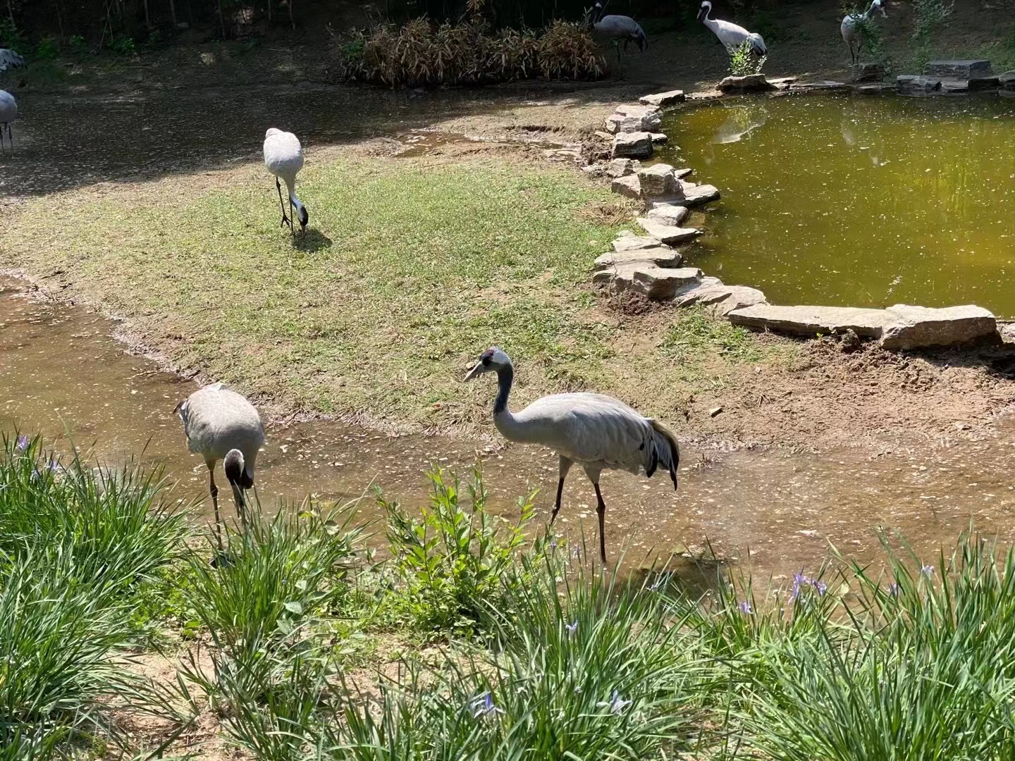 玩轉北京大興野生動物園，收獲一整天的快樂