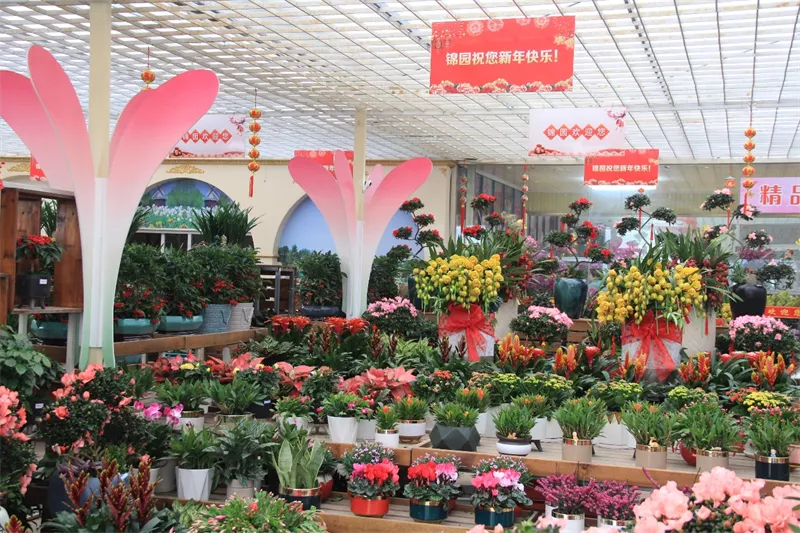 夏溪花木市場：目不暇接的年宵花，熙熙攘攘的購花人
