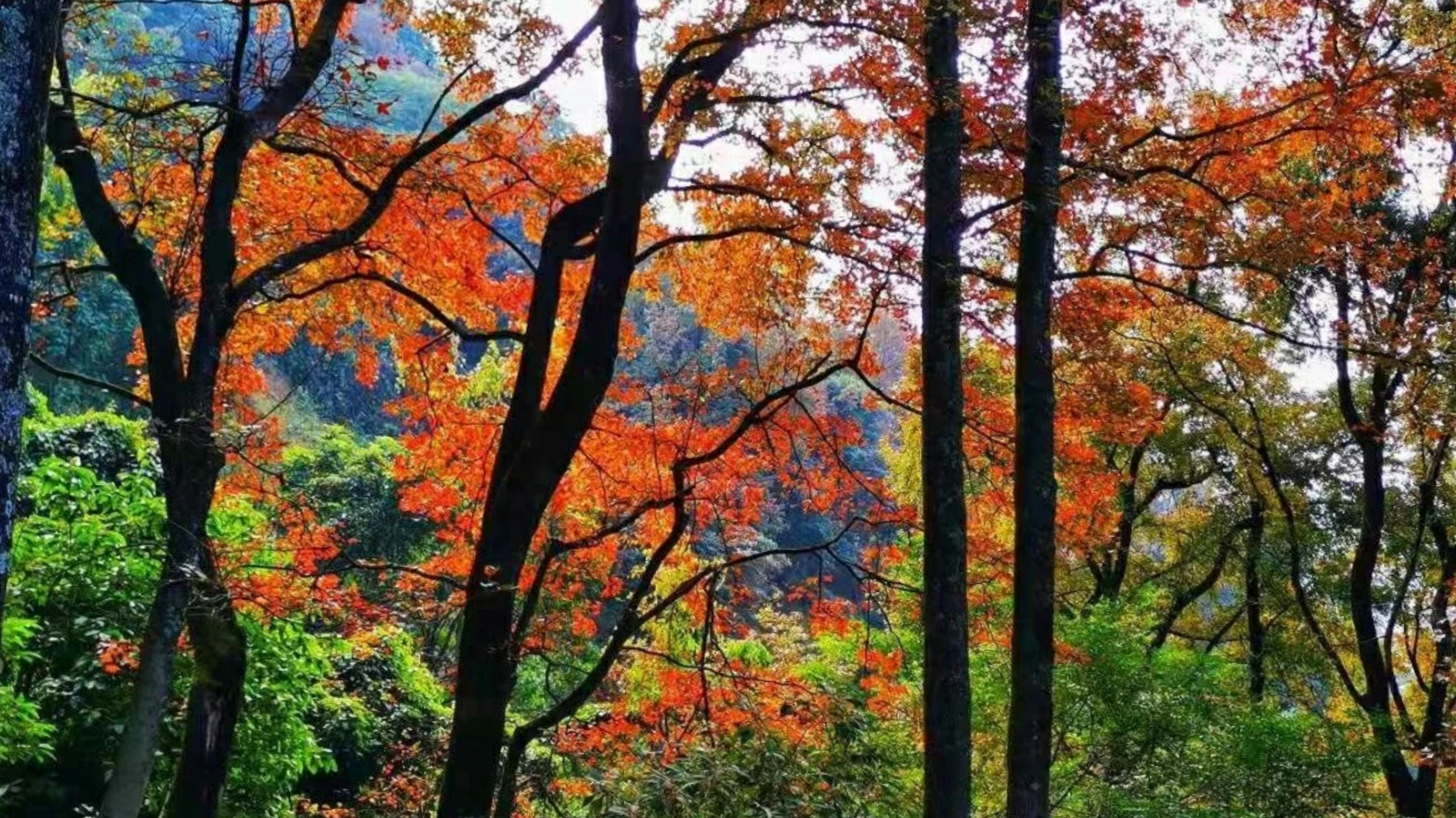 廣東“小香山”石門森林公園楓葉快紅了，民宿也找好了，先收藏吧