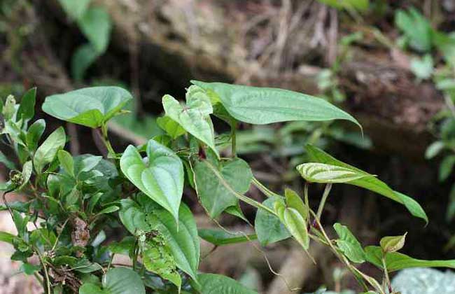 根莖類蔬菜簡介(一) 15種