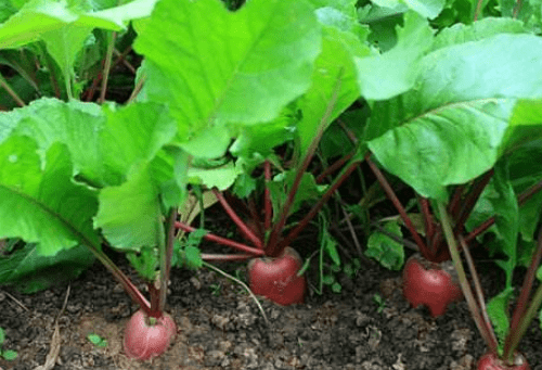 根莖類蔬菜簡介(一) 15種