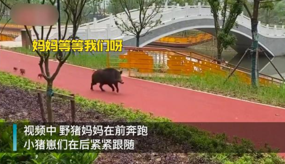 武漢有哪些知名大學？看完想重新再讀一次