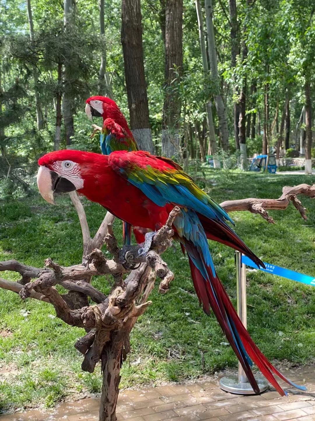 玩轉北京大興野生動物園，收獲一整天的快樂