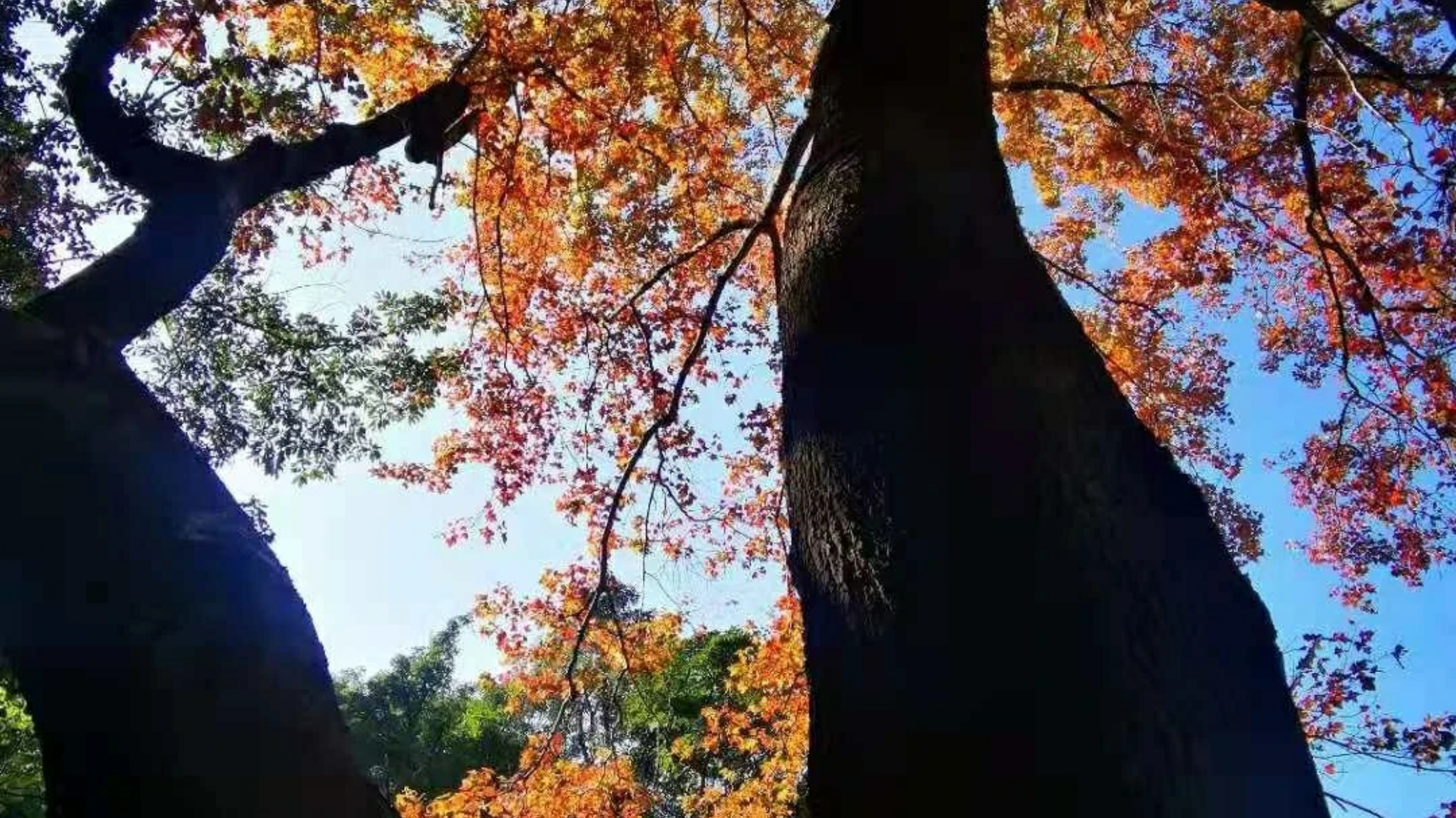 廣東“小香山”石門森林公園楓葉快紅了，民宿也找好了，先收藏吧