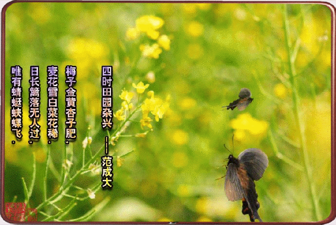 南宋范成大著名詩句:日長籬落無人過,惟有蜻蜓蛺蝶飛