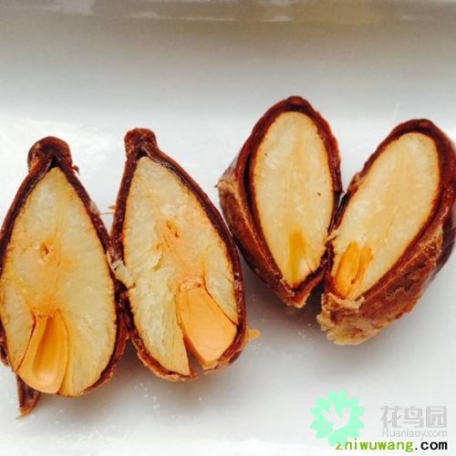 榴蓮籽可以吃嗎