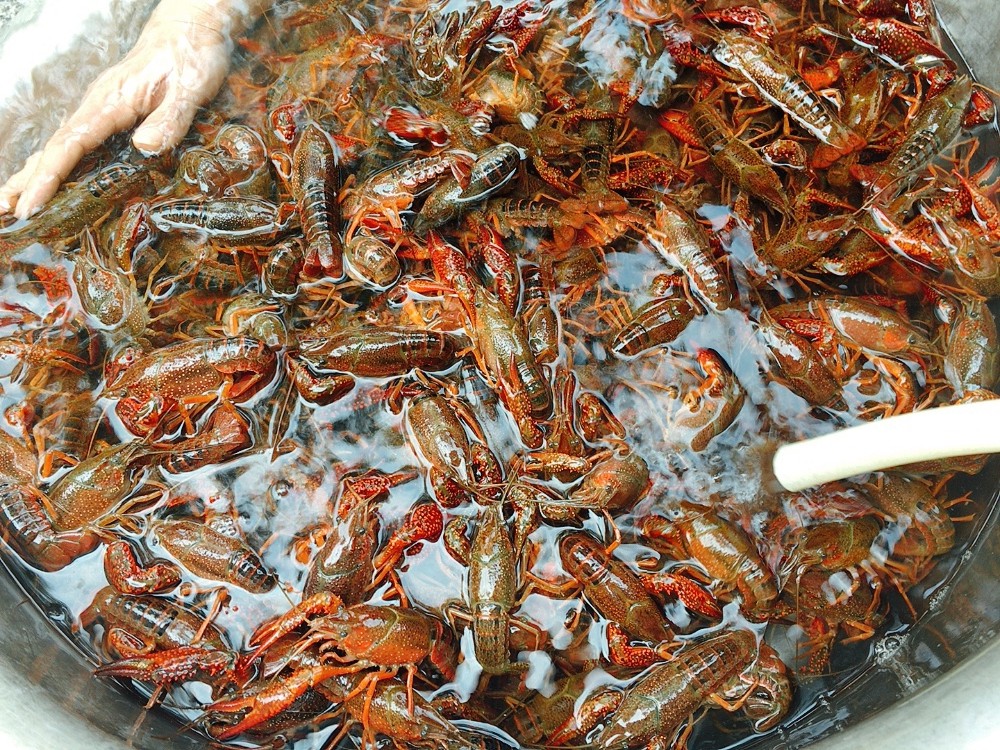 洗小龍蝦一只只刷太費勁，教你飯店不外傳的做法，洗得干凈又徹底