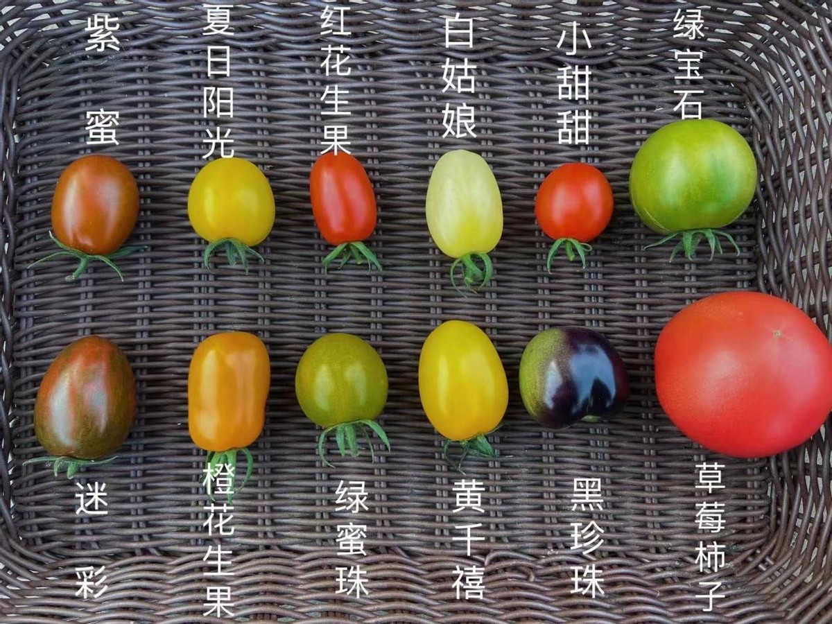 圣女果到底是不是小番茄？一文明白圣女果和小番茄的關系