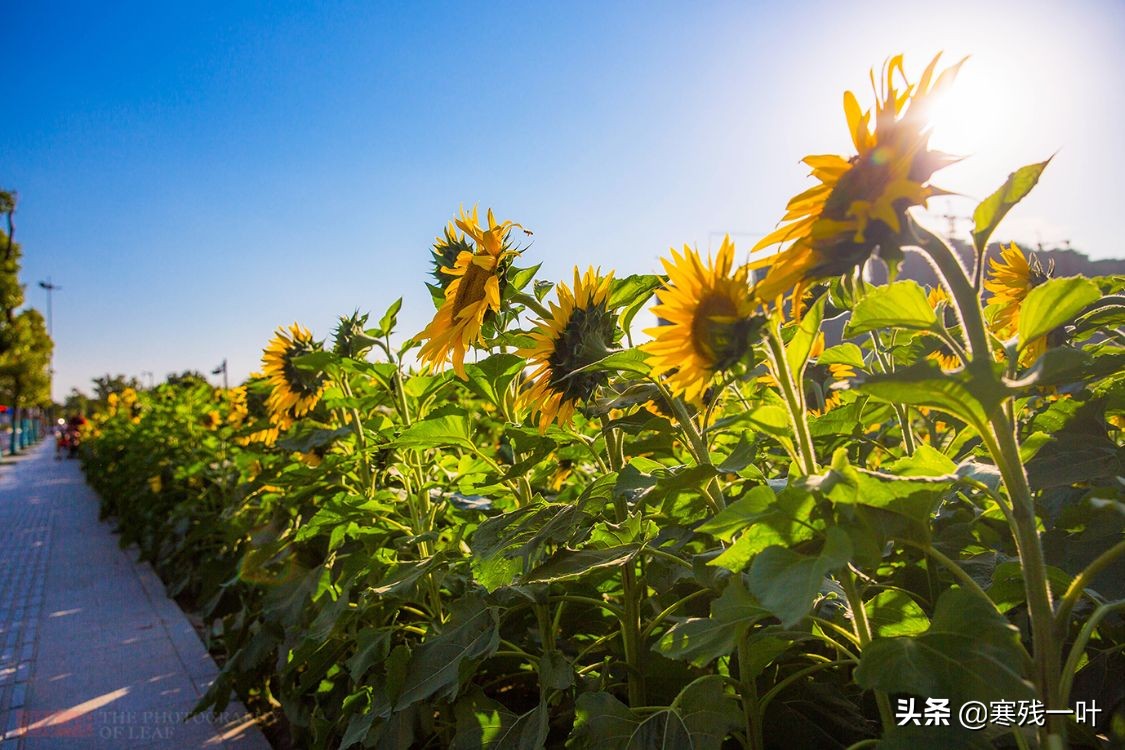 杭州又一網紅打卡地，260畝超大面積向日葵花海，太美了就在城北