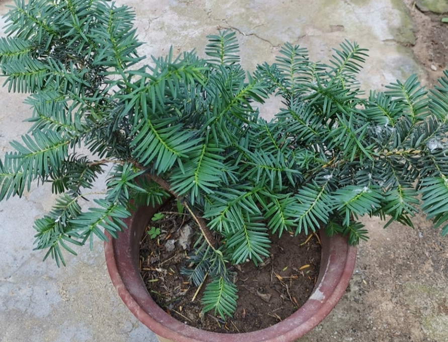 養殖紅豆杉，該注意些什么？北方盆栽尤其需要牢記這4點