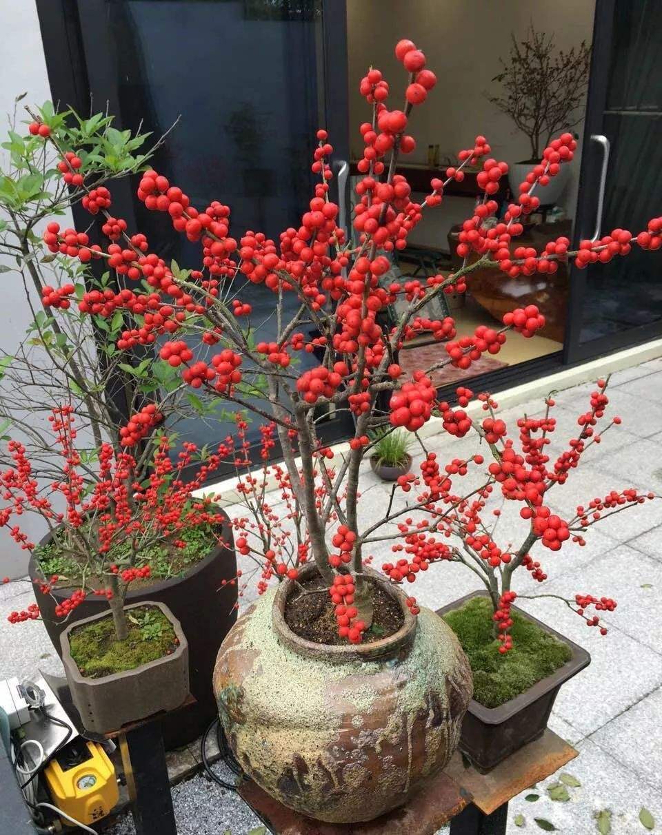 8種“貴族花”,實在太奢侈,動輒上千元,家里有礦才敢買