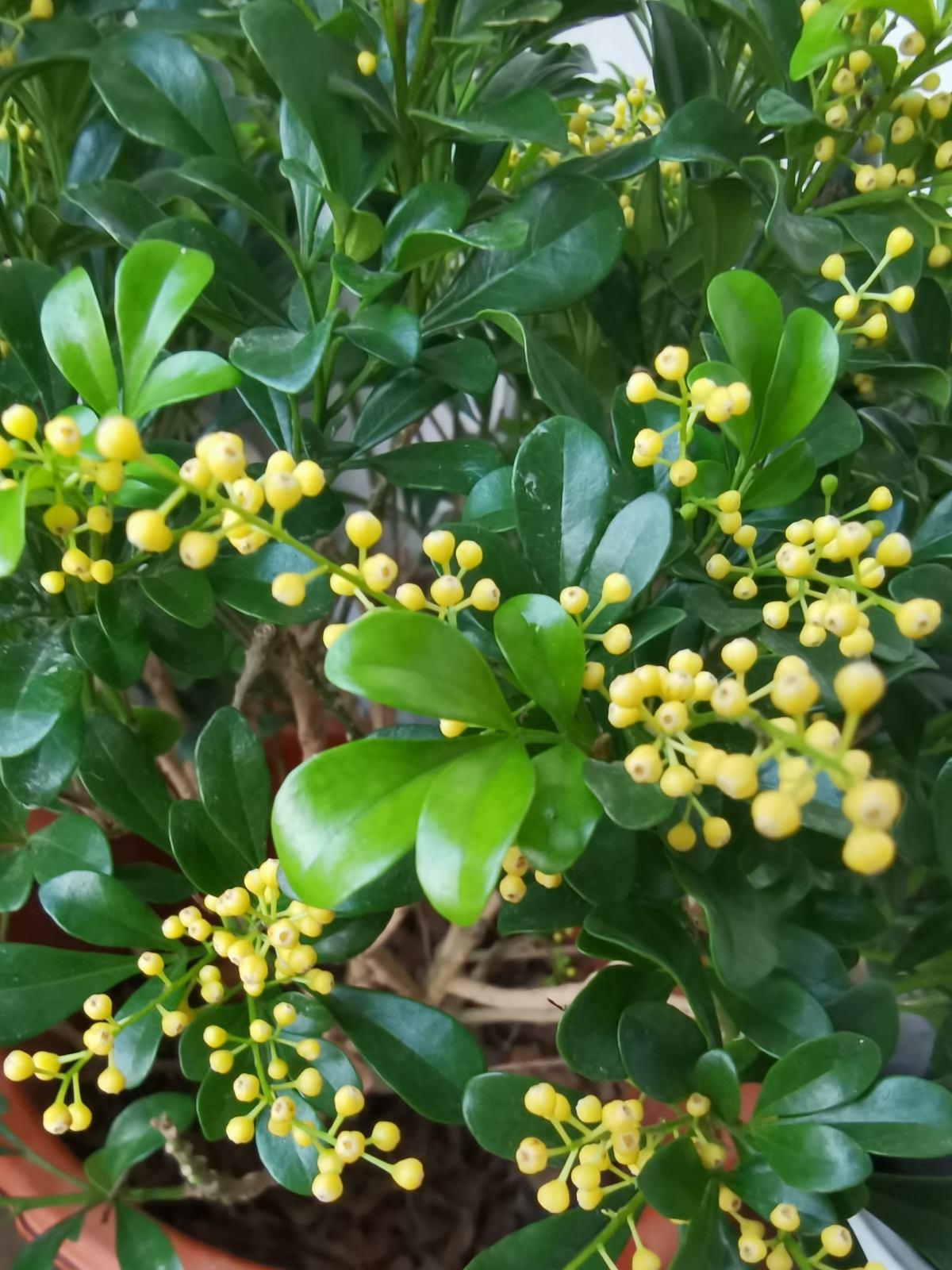 春天路邊爆開花，常見的30種花，高手只能認識20種