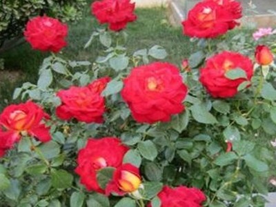 月季花什么時候開