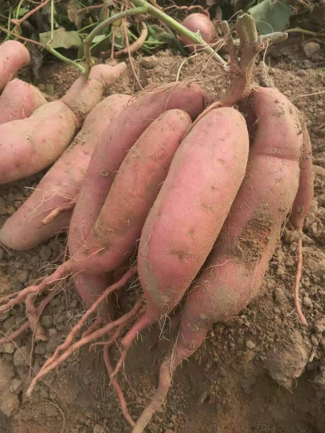 根莖類蔬菜簡介(一) 15種