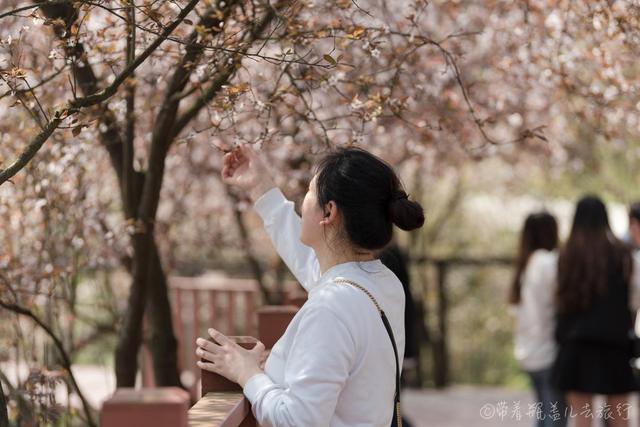 重慶巴南有一座高山上的花海，門票38元卻擋不住游客蜂擁前往：值