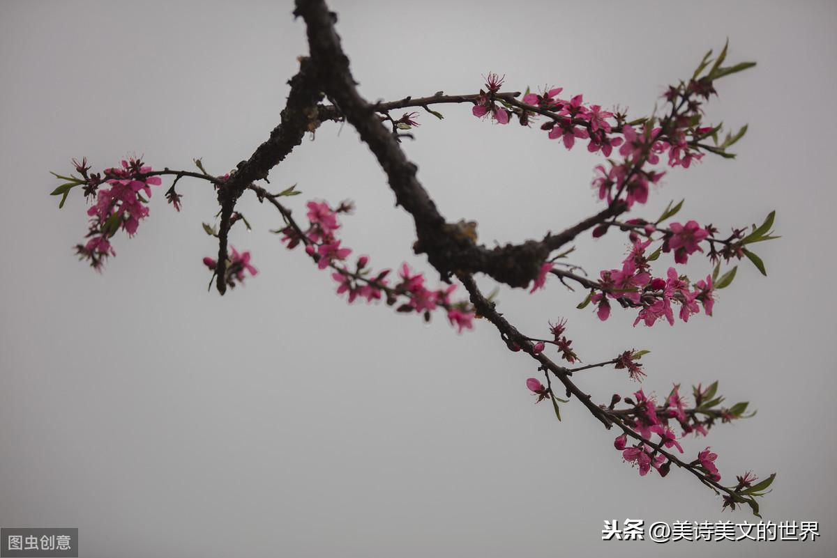 李清照出神入化之作,寫在錦帕上句句是千古名句,丈夫不知怎么回