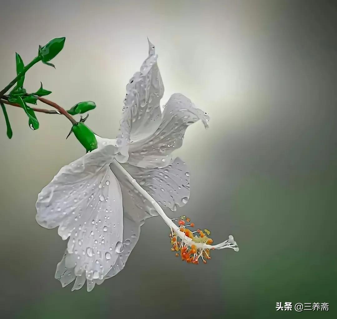 “人生若只如初見，何事秋風悲畫扇”究竟應該怎么理解呢？
